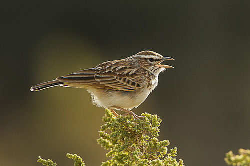 Fawn-coloured lark